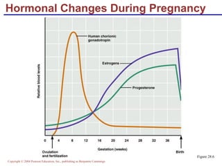 Copyright © 2004 Pearson Education, Inc., publishing as Benjamin Cummings
Hormonal Changes During Pregnancy
Figure 28.6
 