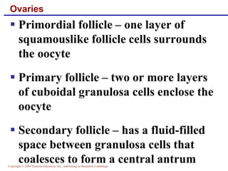 Copyright © 2004 Pearson Education, Inc., publishing as Benjamin Cummings
Ovaries
▪ Primordial follicle – one layer of
squamouslike follicle cells surrounds
the oocyte
▪ Primary follicle – two or more layers
of cuboidal granulosa cells enclose the
oocyte
▪ Secondary follicle – has a fluid-filled
space between granulosa cells that
coalesces to form a central antrum
 