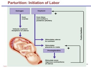 Copyright © 2004 Pearson Education, Inc., publishing as Benjamin Cummings
Parturition: Initiation of Labor
Figure 28.16
 