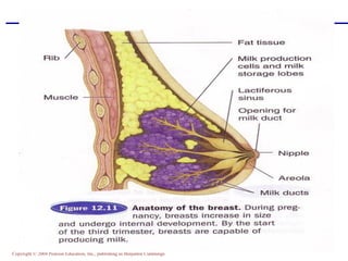 Copyright © 2004 Pearson Education, Inc., publishing as Benjamin Cummings
84
 