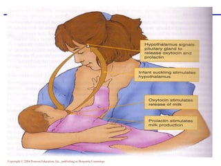 Copyright © 2004 Pearson Education, Inc., publishing as Benjamin Cummings
 