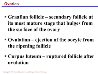 Copyright © 2004 Pearson Education, Inc., publishing as Benjamin Cummings
Ovaries
▪ Graafian follicle – secondary follicle at
its most mature stage that bulges from
the surface of the ovary
▪ Ovulation – ejection of the oocyte from
the ripening follicle
▪ Corpus luteum – ruptured follicle after
ovulation
 