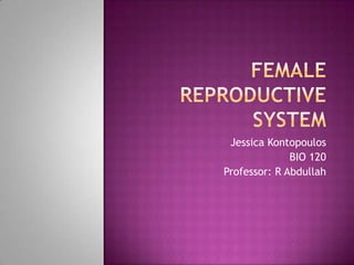 Female Reproductive System Jessica Kontopoulos BIO 120 Professor: R Abdullah 
