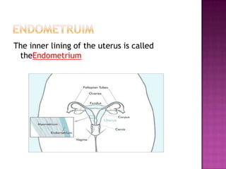 EndometruimThe inner lining of the uterus is called theEndometrium