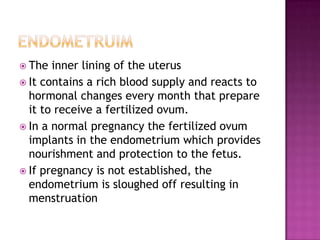 EndometruimThe inner lining of the uterusIt contains a rich blood supply and reacts to hormonal changes every month that prepare it to receive a fertilized ovum. In a normal pregnancy the fertilized ovum implants in the endometrium which provides nourishment and protection to the fetus.If pregnancy is not established, the endometrium is sloughed off resulting in menstruation