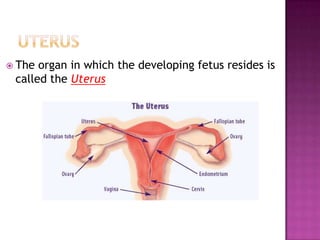 UterusThe organ in which the developing fetus resides is called the Uterus
