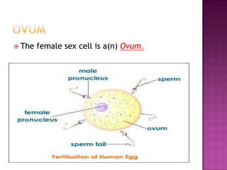 OVUMThe female sex cell is a(n) Ovum.