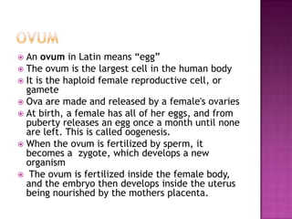 OvumAn ovum in Latin means “egg”The ovum is the largest cell in the human bodyIt is the haploid female reproductive cell, or gameteOva are made and released by a female's ovaries At birth, a female has all of her eggs, and from puberty releases an egg once a month until none are left. This is called oogenesis.When the ovum is fertilized by sperm, it becomes a  zygote, which develops a new organism The ovum is fertilized inside the female body, and the embryo then develops inside the uterus being nourished by the mothers placenta.
