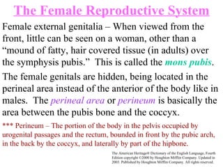 Female external genitalia – When viewed from the front, little can be seen on a woman, other than a “mound of fatty, hair covered tissue (in adults) over the symphysis pubis.”  This is called the  mons pubis .  The Female Reproductive System The female genitals are hidden, being located in the perineal area instead of the anterior of the body like in males.  The  perineal area  or  perineum  is basically the area between the pubis bone and the coccyx.  *** Perineum – The portion of the body in the pelvis occupied by urogenital passages and the rectum, bounded in front by the pubic arch, in the back by the coccyx, and laterally by part of the hipbone. The American Heritage® Dictionary of the English Language, Fourth Edition copyright ©2000 by Houghton Mifflin Company. Updated in 2003. Published by Houghton Mifflin Company. All rights reserved. 