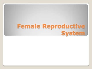 Female Reproductive
            System
 