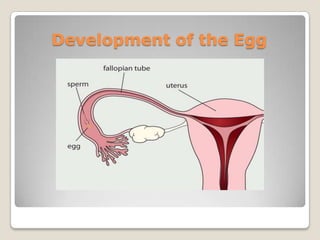 Development of the Egg
 