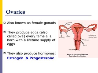 Ovaries
 Also known as female gonads
 They produce eggs (also
called ova) every female is
born with a lifetime supply of
eggs
 They also produce hormones:
Estrogen & Progesterone
 