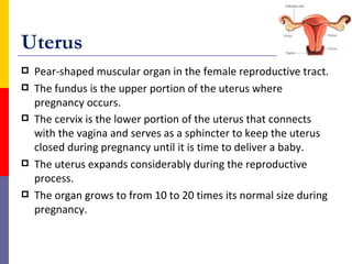Uterus
 Pear-shaped muscular organ in the female reproductive tract.
 The fundus is the upper portion of the uterus where
pregnancy occurs.
 The cervix is the lower portion of the uterus that connects
with the vagina and serves as a sphincter to keep the uterus
closed during pregnancy until it is time to deliver a baby.
 The uterus expands considerably during the reproductive
process.
 The organ grows to from 10 to 20 times its normal size during
pregnancy.
 