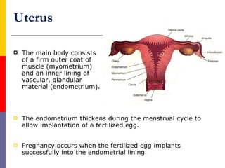 Uterus
 The main body consists
of a firm outer coat of
muscle (myometrium)
and an inner lining of
vascular, glandular
material (endometrium).
 Pregnancy occurs when the fertilized egg implants
successfully into the endometrial lining.
 The endometrium thickens during the menstrual cycle to
allow implantation of a fertilized egg.
 
