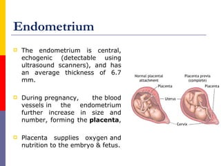 Endometrium
 The endometrium is central,
echogenic (detectable using
ultrasound scanners), and has
an average thickness of 6.7
mm.
 During pregnancy, the blood
vessels in the endometrium
further increase in size and
number, forming the placenta,
 Placenta supplies oxygen and
nutrition to the embryo & fetus.
 