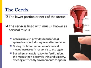 The Cervix
 The lower portion or neck of the uterus.
 The cervix is lined with mucus, known as
cervical mucus
 Cervical mucus provides lubrication &
sperm transport during sexual intercourse
 During ovulation secretion of cervical
mucus increases in response to estrogen
 But when an egg is ready for fertilization,
the mucus then becomes thin and slippery,
offering a “friendly environment” to sperm
 