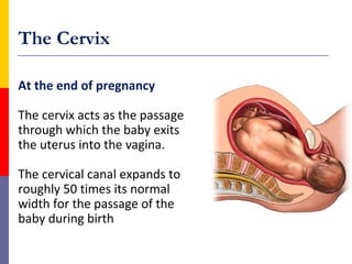 At the end of pregnancy
The cervix acts as the passage
through which the baby exits
the uterus into the vagina.
The cervical canal expands to
roughly 50 times its normal
width for the passage of the
baby during birth
The Cervix
 