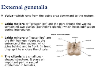 External genetalia
 Vulva—which runs from the pubic area downward to the rectum.
 Labia minora or "lesser lips" are
the thin hairless ridges at the
entrance of the vagina, which
joins behind and in front. In front
they split to enclose the clitoris
 The clitoris is a small pea-
shaped structure. It plays an
important part in sexual
excitement in females.
 Labia majora or "greater lips" are the part around the vagina
containing two glands (Bartholin’s glands) which helps lubrication
during intercourse.
 