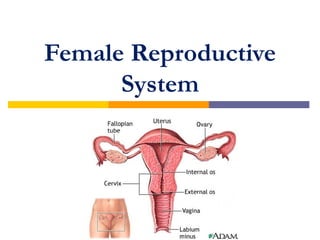 Female Reproductive
      System
 