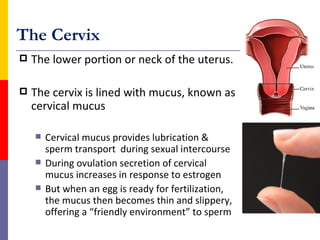 The Cervix
   The lower portion or neck of the uterus.

   The cervix is lined with mucus, known as
    cervical mucus

...
