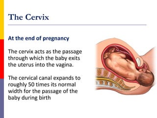 The Cervix

At the end of pregnancy

The cervix acts as the passage
through which the baby exits
the uterus into the vagin...