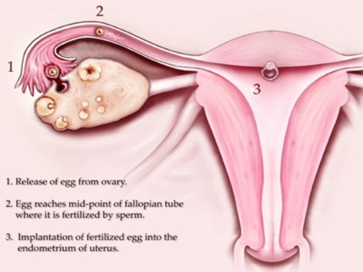 Female reproductive system