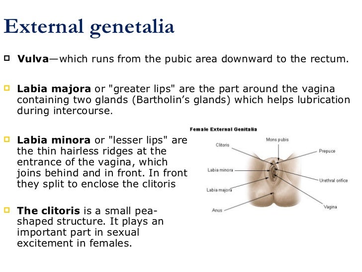 Female reproductive system