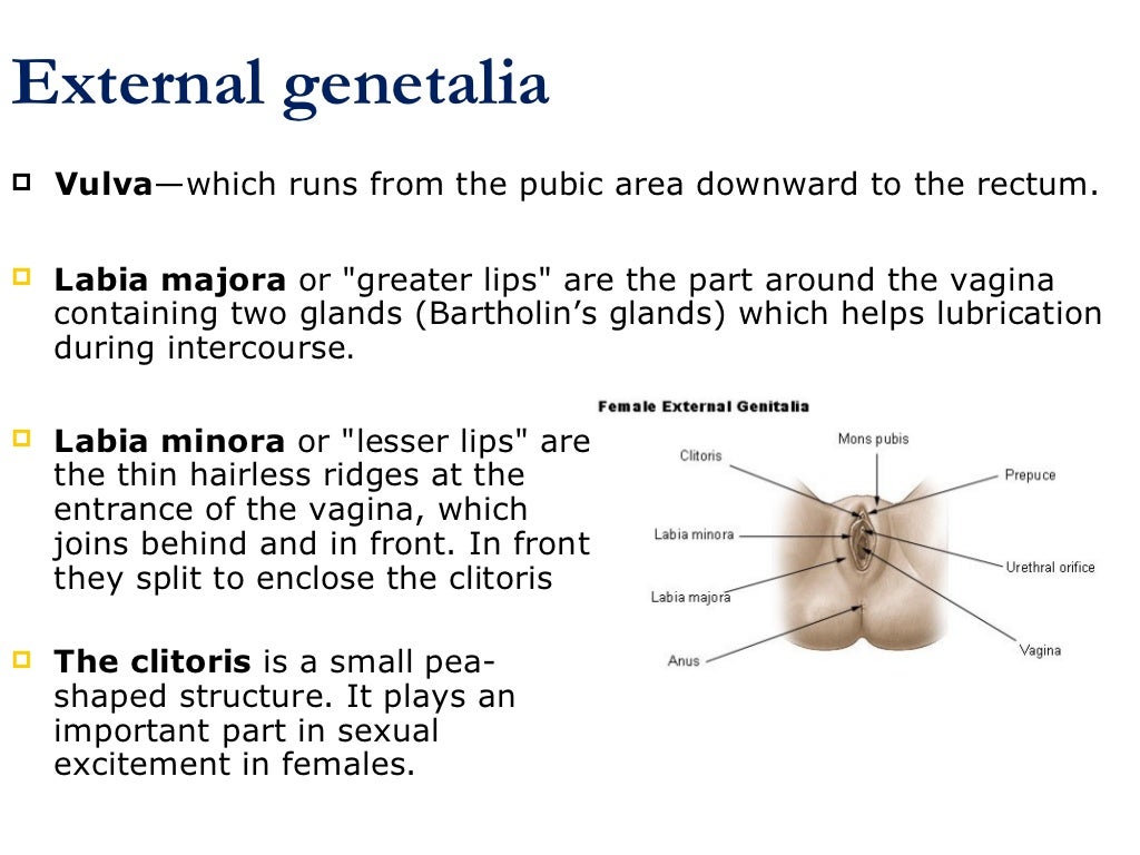 Female reproductive system