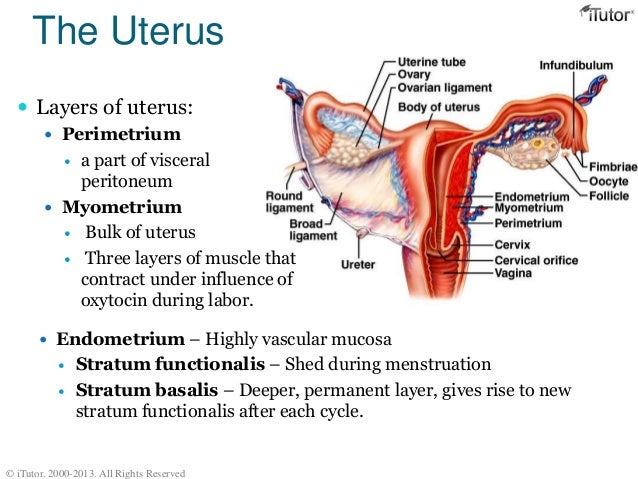 Female Reproductive System