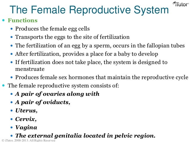 male and female reproductive systems structure and functions The dog reproductive system, also called canine genital system, is an interlinked system of sex organs within an organism which work together for the purpose of sexual reproductionsuch system includes obvious body parts such as the male’s penis and the female’s uterus, but also requires several hormones and other smaller but very functional organs. male and female reproductive systems structure and functions The dog reproductive system, also called canine genital system, is an interlinked system of sex organs within an organism which work together for the purpose of sexual reproductionsuch system includes obvious body parts such as the male’s penis and the female’s uterus, but also requires several hormones and other smaller but very functional organs.