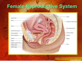 Female Reproductive System
 