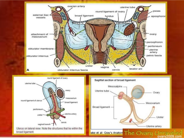 Female reproductive system