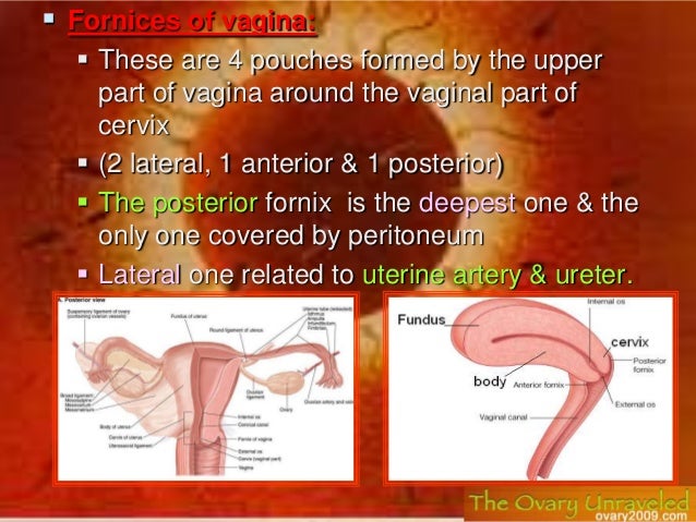 Female reproductive system