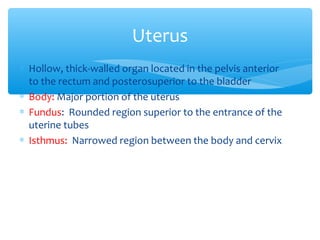 * Hollow, thick-walled organ located in the pelvis anterior 
to the rectum and posterosuperior to the bladder 
* Body: Major portion of the uterus 
* Fundus: Rounded region superior to the entrance of the 
uterine tubes 
* Isthmus: Narrowed region between the body and cervix 
10 
Uterus 
 