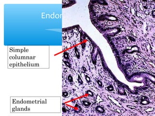 Endometrium 
14 
Simple 
columnar 
epithelium 
Endometrial 
glands 
 