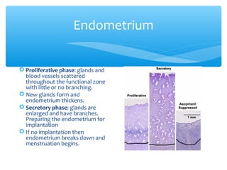 Endometrium 
 Proliferative phase: glands and 
blood vessels scattered 
throughout the functional zone 
with little or no branching. 
 New glands form and 
endometrium thickens. 
 Secretory phase: glands are 
enlarged and have branches. 
Preparing the endometrium for 
implantation 
 If no implantation then 
endometrium breaks down and 
menstruation begins. 
 