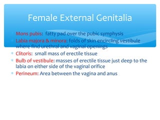 Female External Genitalia 
* Mons pubis: fatty pad over the pubic symphysis 
* Labia majora & minora: folds of skin encircling vestibule 
where find urethral and vaginal openings 
* Clitoris: small mass of erectile tissue 
* Bulb of vestibule: masses of erectile tissue just deep to the 
labia on either side of the vaginal orifice 
* Perineum: Area between the vagina and anus 
20 
 