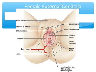 Female External Genitalia 
21 
Perineum 
 