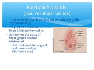 * The Bartholin's glands are located on each side of the 
vaginal opening. 
* They secrete fluid that 
helps lubricate the vagina. 
* Sometimes the ducts of 
these glands become 
obstructed. 
* Fluid backs up into the gland 
and causes swelling 
(Bartholin's cyst) 
22 
Bartholin’s Glands 
(aka: Vestibular Glands) 
 