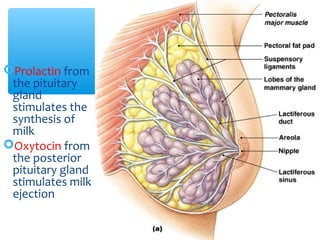 Prolactin from 
the pituitary 
gland 
stimulates the 
synthesis of 
milk 
Oxytocin from 
the posterior 
pituitary gland 
stimulates milk 
ejection 
25 
Breast 
 