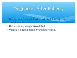 Oogenesis: After Puberty 
* The secondary oocyte begins meiosis II, but stops in 
metaphase II 
* The secondary oocyte is ovulated 
* Meiosis II is completed only if it is fertilized. 
29 
 