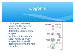 Oogonia 
* The oogonia divide by 
mitosis for the next few 
months and some 
differentiate into primary 
oocytes. 
* By fifth month there are 
about 7 million primary 
oocytes, but most will 
degenerate during the next 
2 months 
 