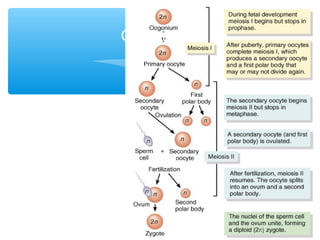 30 
Oogenesis 
 