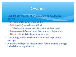 * Each follicle consists of an immature egg called an 
oocyte 
* Cells around the oocyte are called: 
* Follicle cells (one cell layer thick) 
* Stimulated to mature by FSH from the pituitary gland 
* Granulosa cells (when more than one layer is present) 
* Thecal cells: Cells in the ovarian stroma 
* Thecal & granulosa cells work together to produce 
estrogen 
* A protective layer of glycoprotein forms around the egg 
called the zona pellucida 
32 
Ovaries 
 