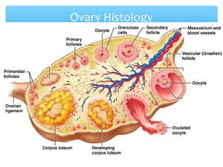 Ovary Histology 
34 
 