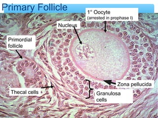 36 
1° Oocyte 
(arrested in prophase I) 
Zona pellucida 
Granulosa 
cells 
Primary Follicle 
Thecal cells 
Nucleus 
Primordial 
follicle 
 