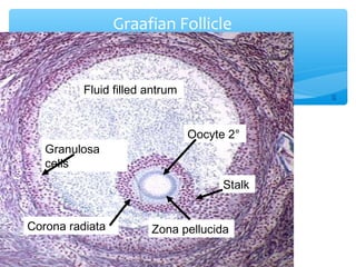 Graafian Follicle 
38 
Fluid filled antrum 
Granulosa 
cells 
Oocyte 2° 
Corona radiata 
Stalk 
Zona pellucida 
 