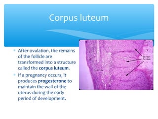 Corpus luteum 
* After ovulation, the remains 
of the follicle are 
transformed into a structure 
called the corpus luteum. 
* If a pregnancy occurs, it 
produces progesterone to 
maintain the wall of the 
uterus during the early 
period of development. 
 