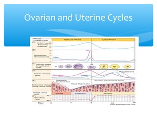 Ovarian and Uterine Cycles 
