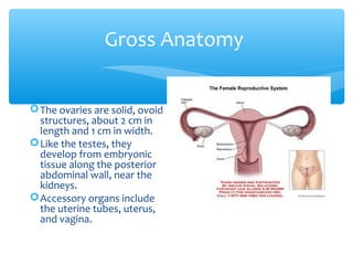 Gross Anatomy 
The ovaries are solid, ovoid 
structures, about 2 cm in 
length and 1 cm in width. 
Like the testes, they 
develop from embryonic 
tissue along the posterior 
abdominal wall, near the 
kidneys. 
Accessory organs include 
the uterine tubes, uterus, 
and vagina. 
 